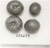 Click for 1 image(s) for this accession. FRUIT